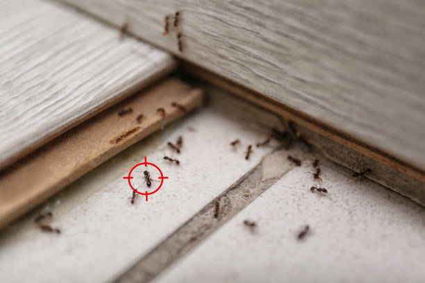Best Pest Control Near Me in St Ignace, MI
