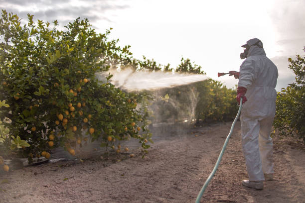 Wasp Removal Services in St Ignace, MI
