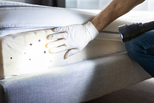 Best Flea Control Services  in St Ignace, MI